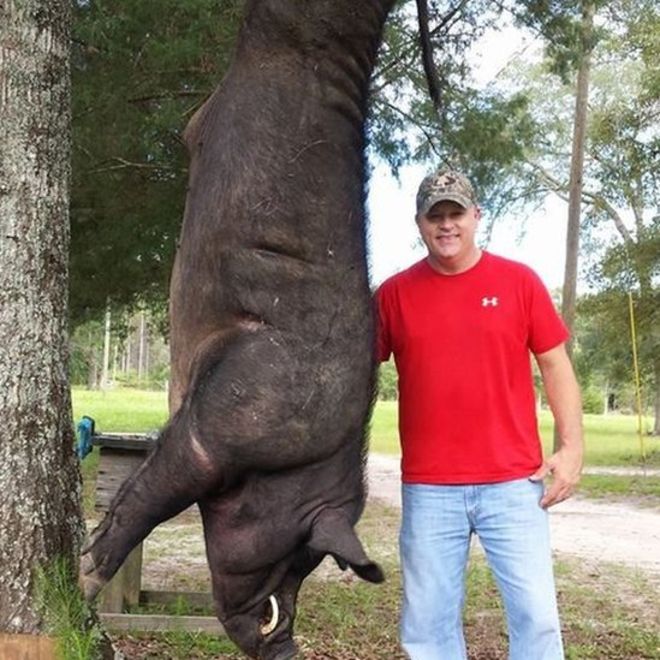 Huge wild boar with hunter